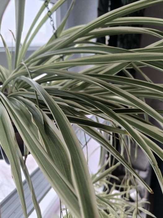 Хлорофитум варигатный комнатный