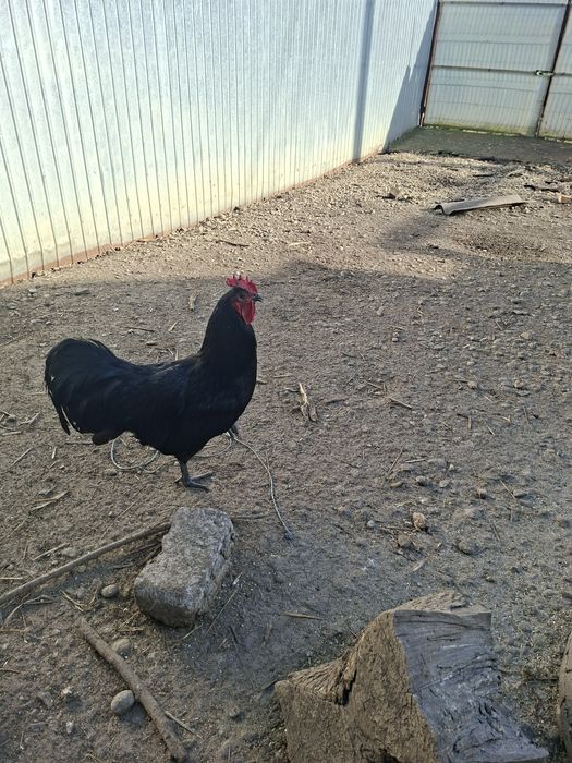 Cocosi si gaini de țară, australorp, brahma. 3 perechi pauni 2025.