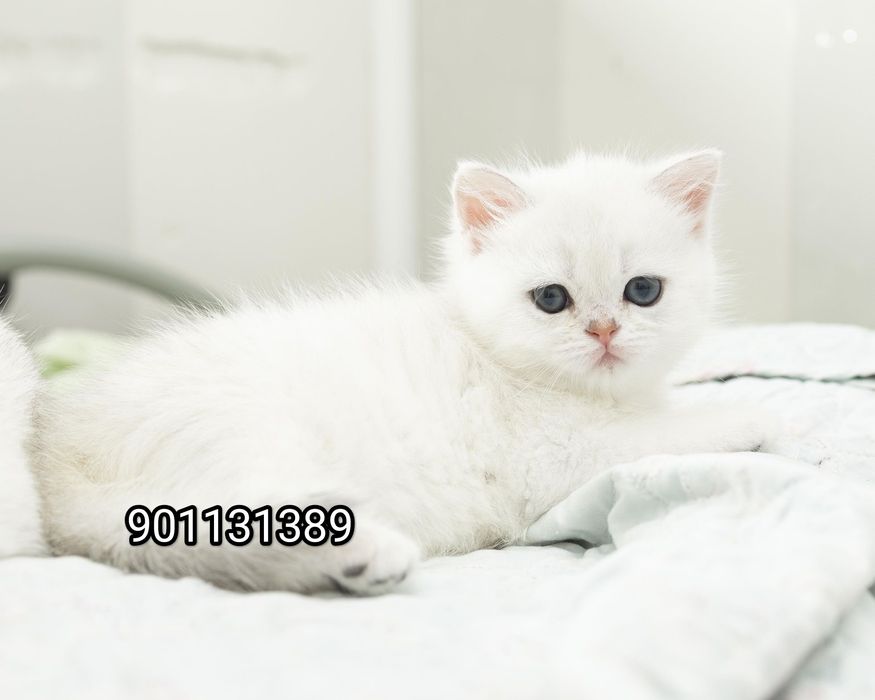 Продаётся чистокровный британский шиншилла мальчик и девочка
2 месяц