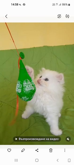 Персийски котенца