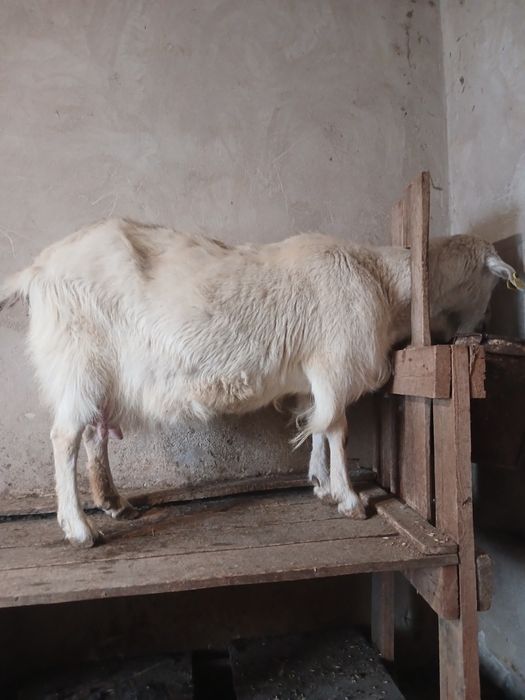 Сауын ешкілер сатылады.