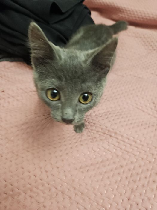 Отдам кошку ( 4 месяца ) в добрые руки