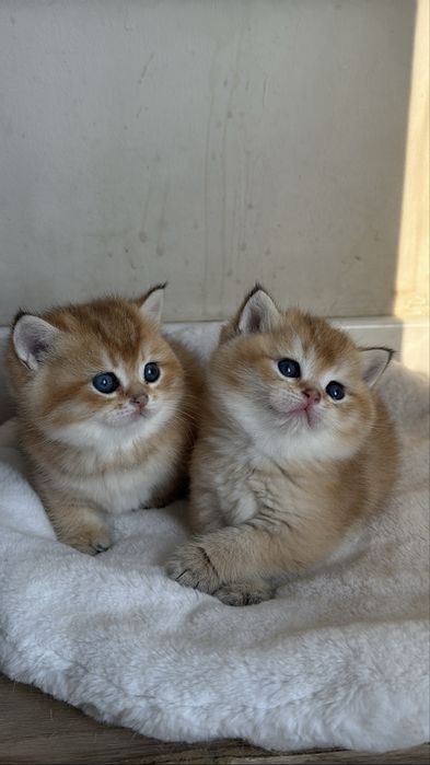 Золотая шиншилла! Чистокровные Британцы