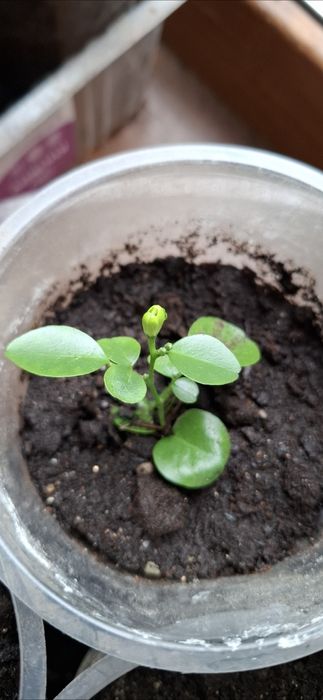 Мурайя дерево японских Императов