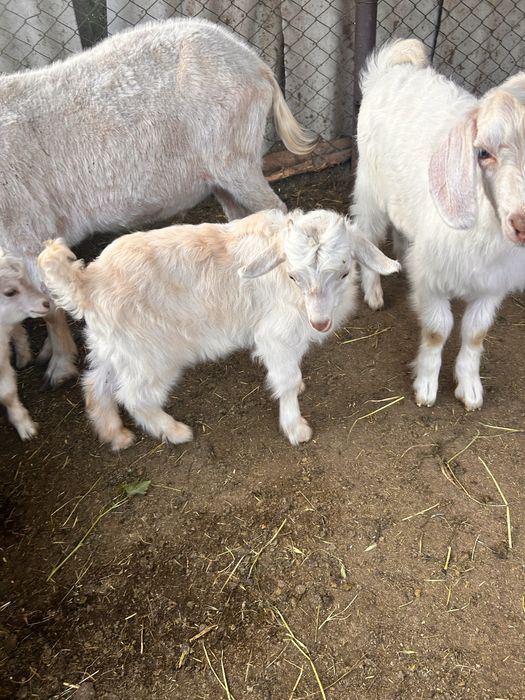 Продается  семейство  коз