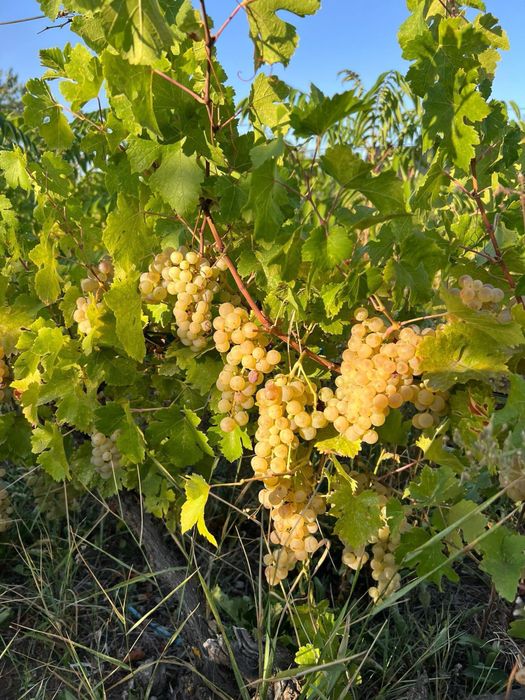 Vamd struguri de vin producator din vrancea