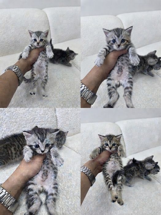 Роскошные шотландские котята