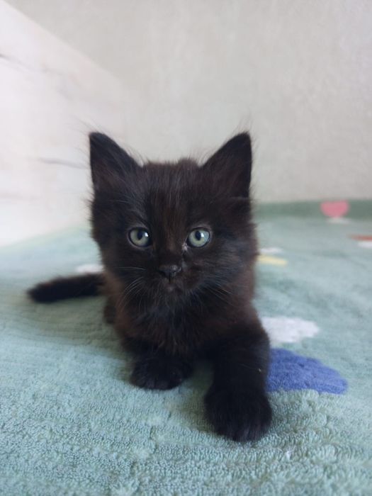 Котята мальчик и девочка