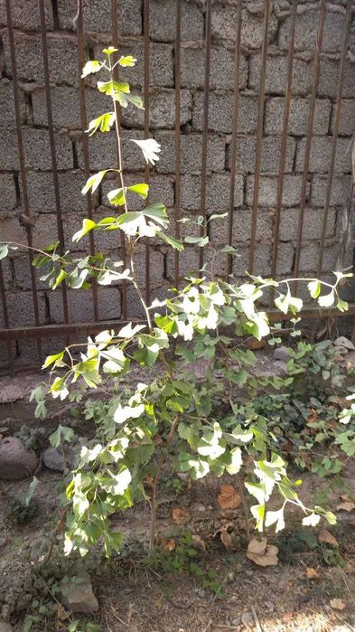 Декоративные растения