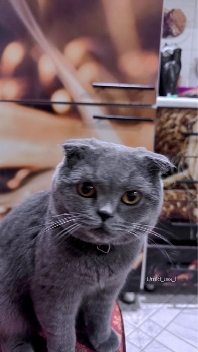 Породаси бошка мушукга абмен киламан сотиб олмокши босангиз сотлади