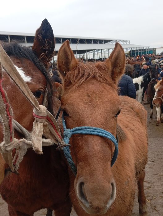 Тай бордақы 450 мыннаң