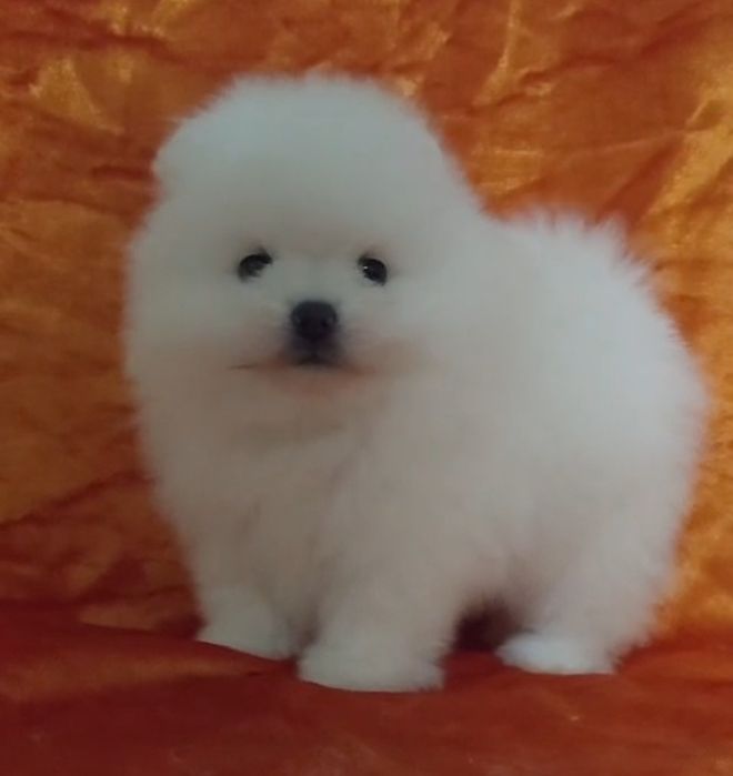 Щенки шпица мини