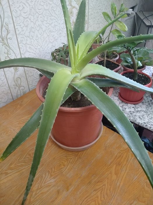 Алоэ вера, 8 лет