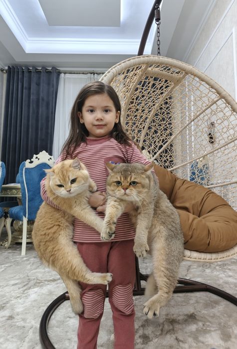 Shinshilla ny 11 ny 12 er xotin