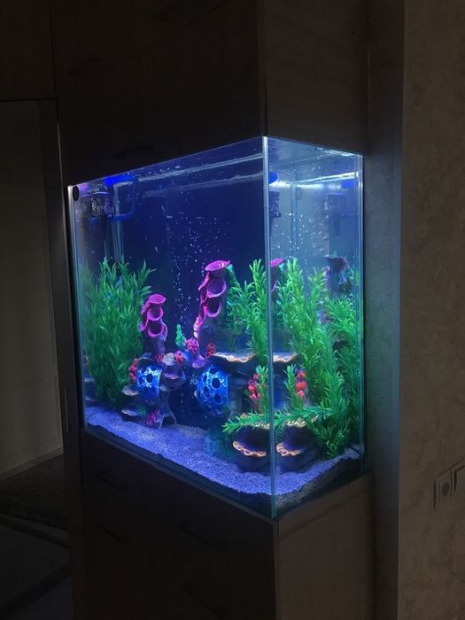 Sotiladi optimi  tayor akvarumla