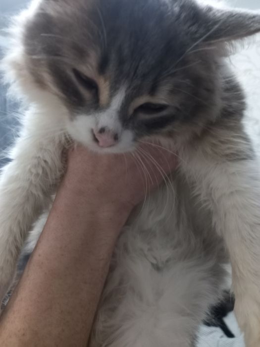 Отдам в добрые ручки котика