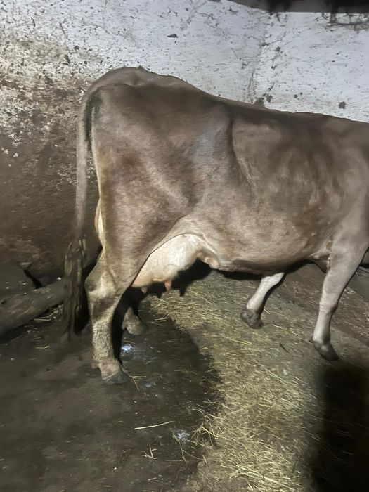 Vand vaca de lapte