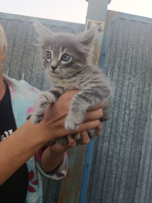 Котенок срочно в добрые руки