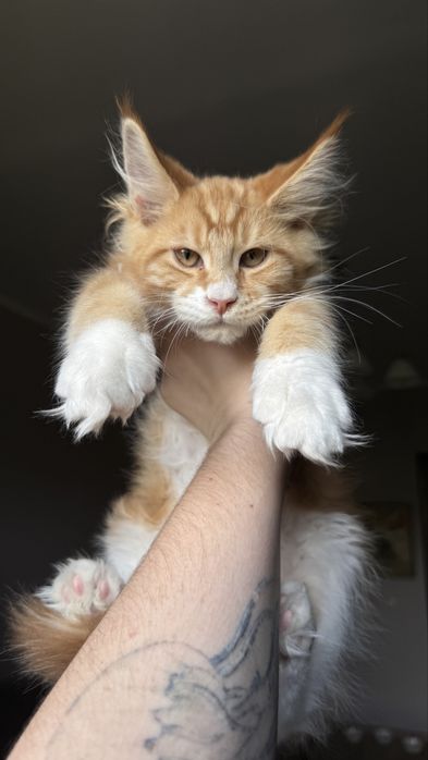 Кот Мейн-кун вязка