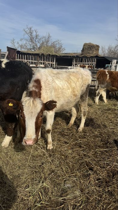 Коровы с телятами, бычок и тёлка