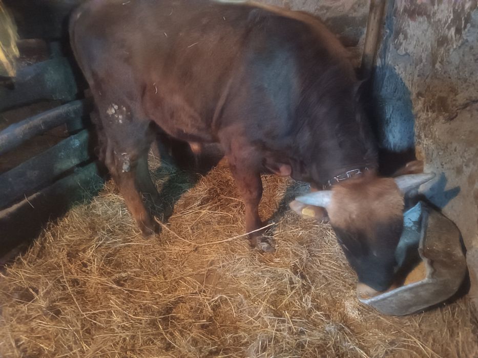 Продам двоих быков