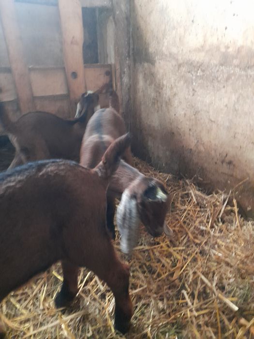 Vând 2 țapi Anglo nubieni