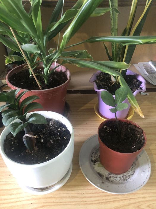 Домашные светы 4 шт