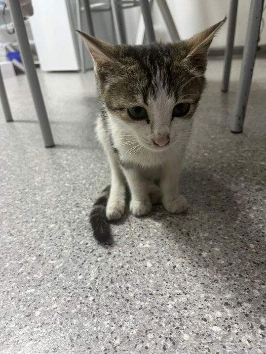 Котёнок в добрые руки