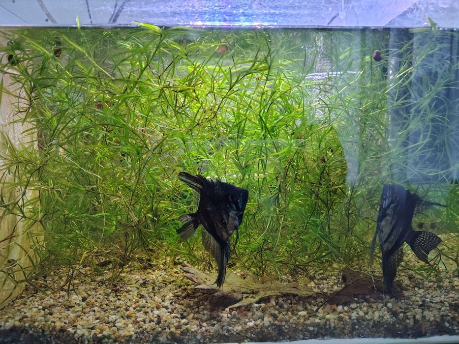Ederia densa și iarba de guppy plante pentru acvari pești de acvariu tropicalii