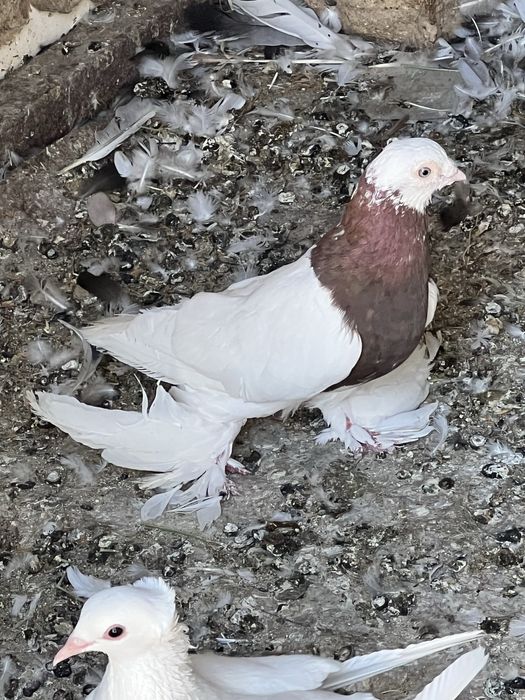 Зотдор кабутарлар срочно сотилади