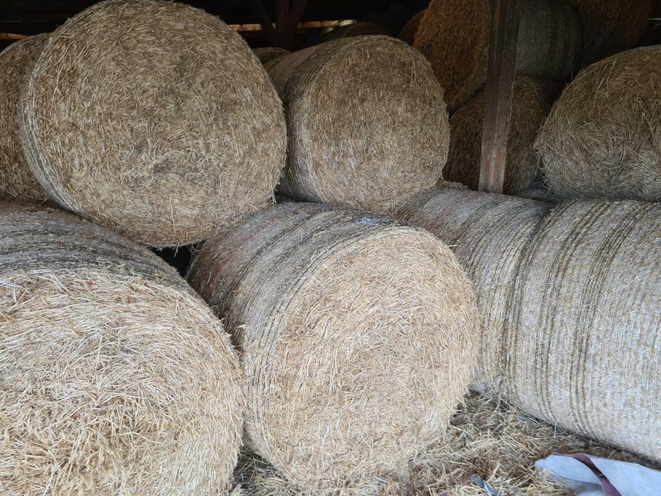 Vând baloti de paie rotunzi