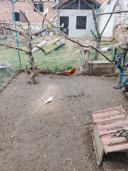 Продавам Гривеци и Червено златни фазани