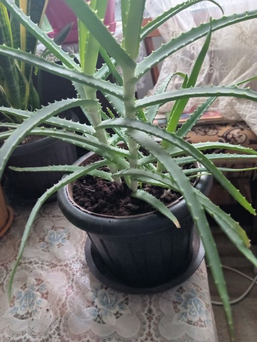 Продам комнатные растения