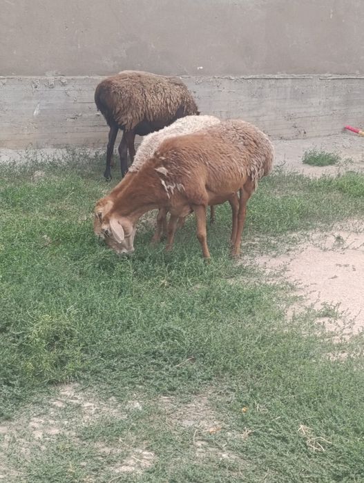 Арашан матки продам