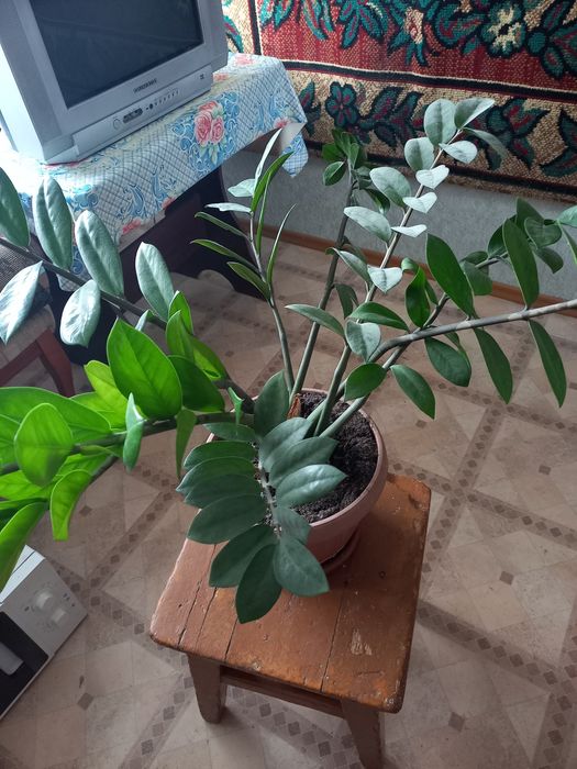 Продам цветок  красивый