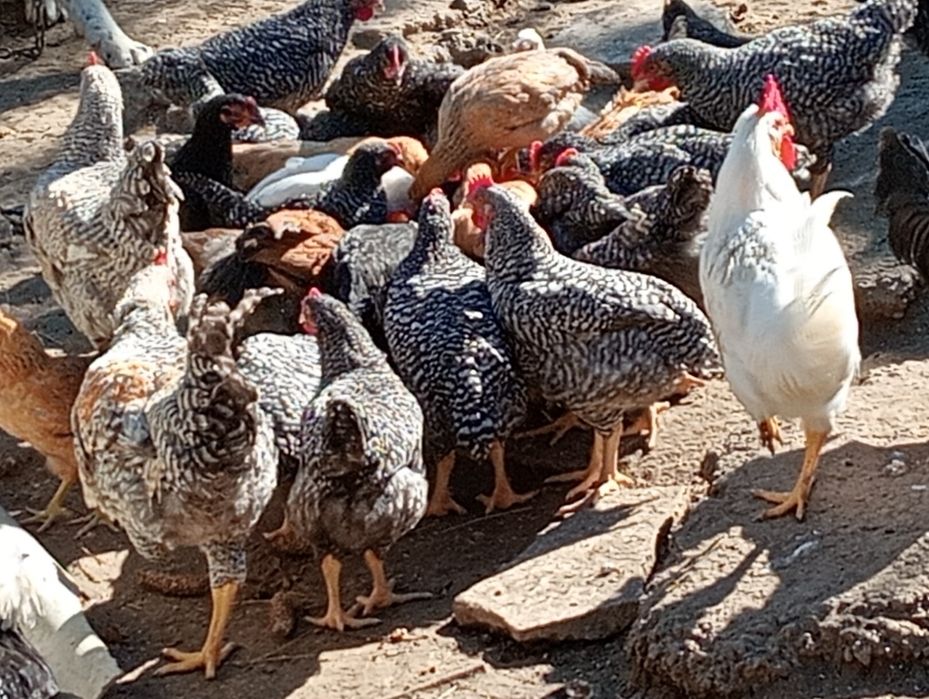 Vând cocoș de carne și ouă