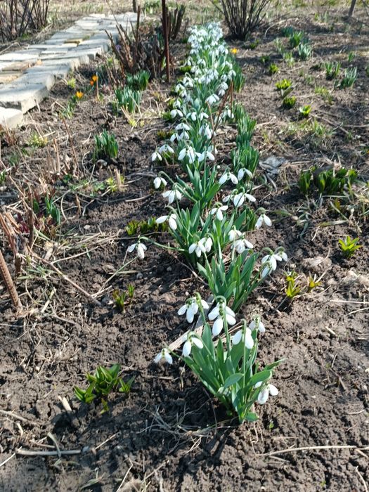 Продам цветы Подснежники (Галантус)