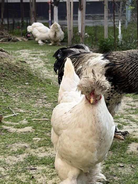 Brama Troyka Tuxumlariga zakaz olaman , jo’jalariyam bor