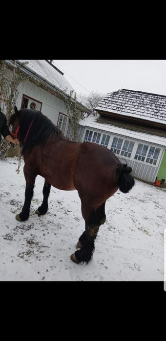 Armăsar  de vânzare