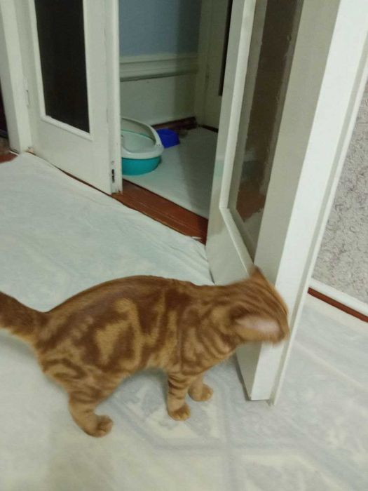 Продается кот скотиш фолд