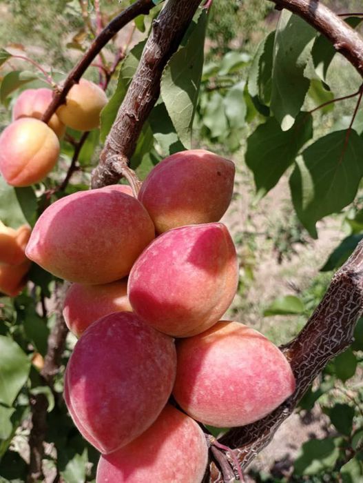 Урик олма гилос шофтоли нок барча турдаги мевали кучатлар бор