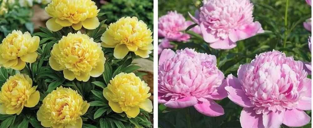 Rizomi ( bulbi) de Bujor Nobil Gigant, pt plantat, disponibil pe nuante de alb, roz, galben  rosu  portocaliu  mov, visiniu