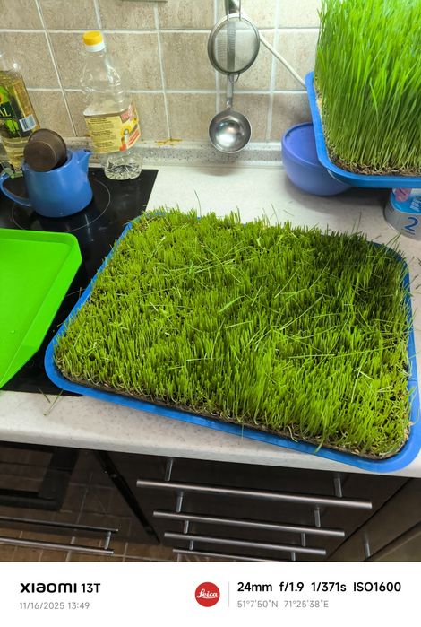 Витграсс сок из побегов пшеницы