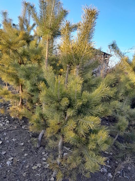 Продам сосны ,,,