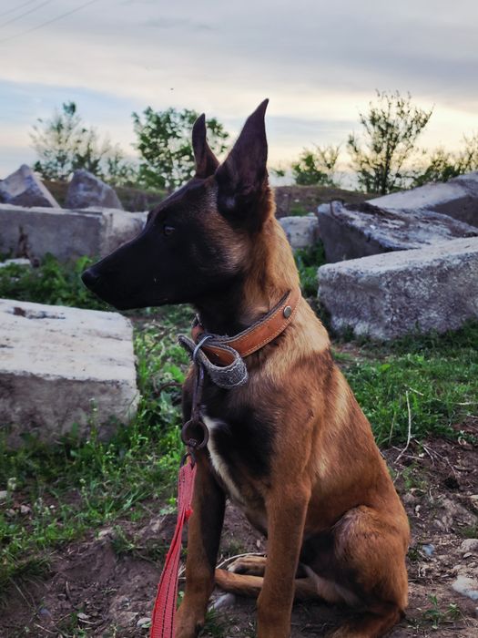 Белгиская окарачка