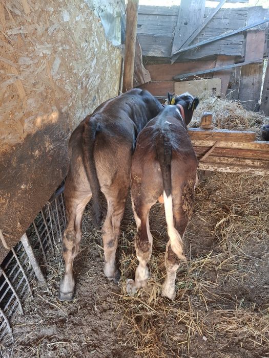 Vând 2 taurasi de 3 luni