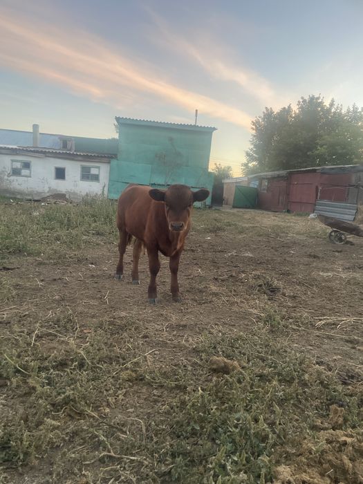 Продам телят бб о