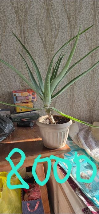 Алоэ продам лечебный