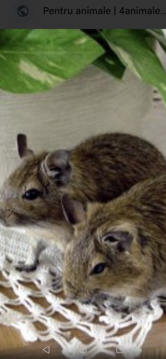 Veverițe degu cauta alta casuta
