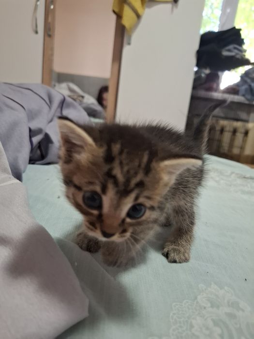 Отдаю котят в добрые руки.